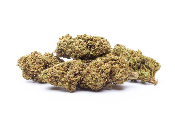 istock Marijuana flowers isolated on white background 2157116895