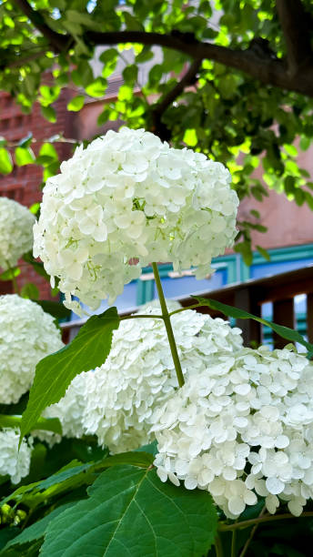 istock The beautiful hydrangeas in the garden 2157117856