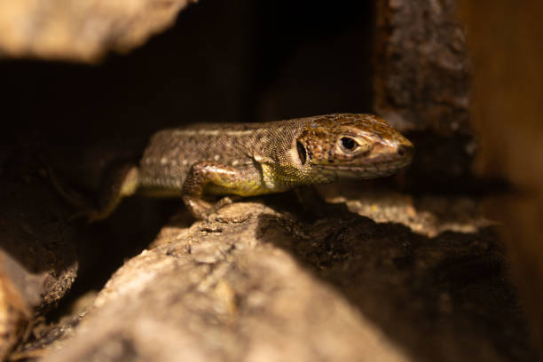 istock The Balkan green lizard 2157118160