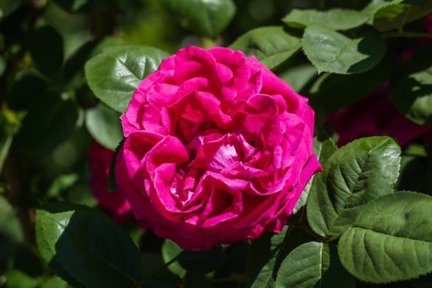 istock Portland Rose 2157118275