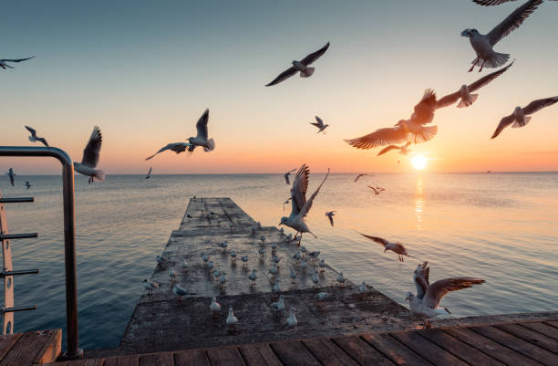 Calm water and sunrise over the sea in the background. Sea promenade and concrete pier with seagulls.