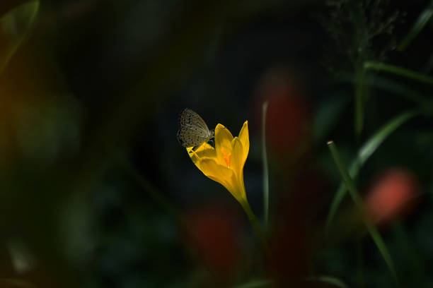 Agartala,Tripura,India,02-06-2024: A butterfly is collecting nectar from a flower in Agartala.