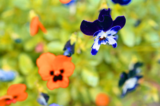 background, beautiful, blossom, floral, flower, flower field, garden, green, nature, plant, purple flowers, blooming, close-up, colorful, copy space, pansy, viola, violet, yellow