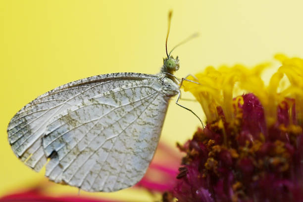 Agartala,Tripura,India,02-06-2024: A butterfly is collecting nectar from a flower in Agartala.