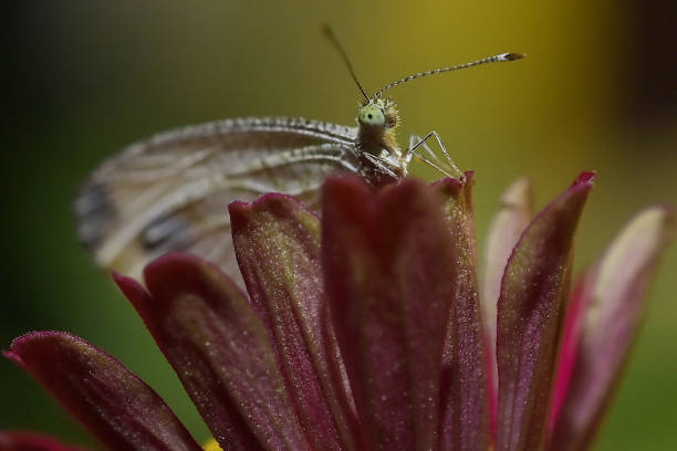 Agartala,Tripura,India,02-06-2024: A butterfly is collecting nectar from a flower in Agartala.