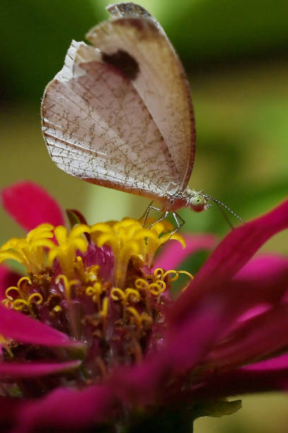 istock Butterfly collects nectar from flowers. 2157120974