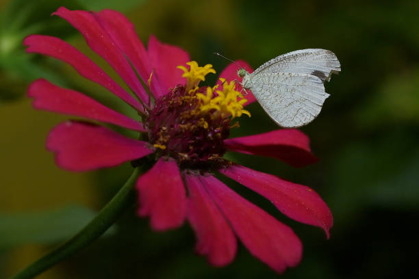 istock Butterfly collects nectar from flowers. 2157121030