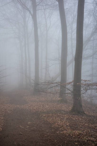 istock The forest in a fog 2157121234