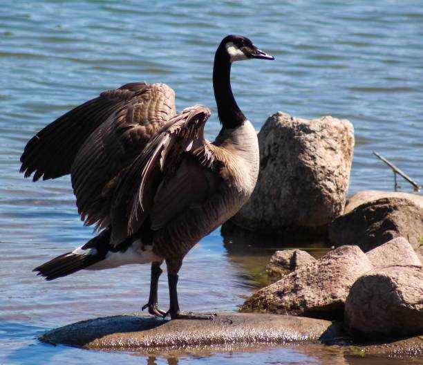 istock Canada goose standing on a rock by the water with wings spread open. 2157122931