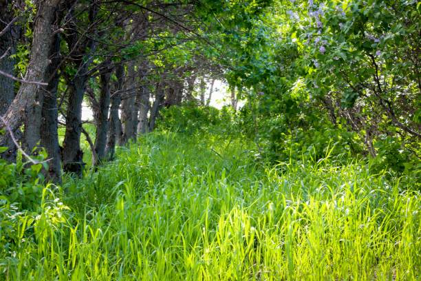 istock Lush green forest path with trees and vibrant foliage on a sunny day. 2157123459