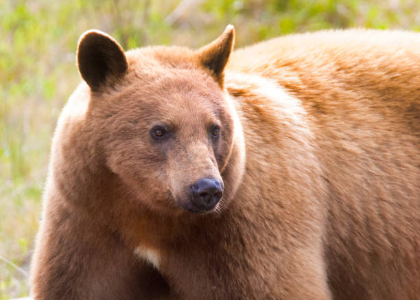 istock Grizzly in meadow, Banff National Park 2157124389