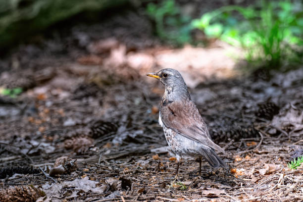 istock Fieldfare (Turdus pilaris) standing in the grass in the forest. 2157125891