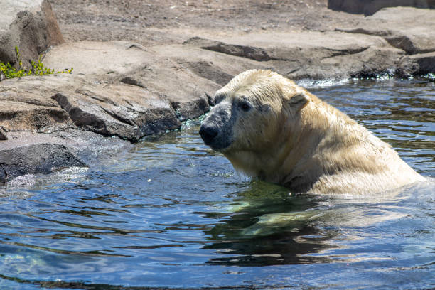 istock Polar Bear Swimming Near Shore 2157126593