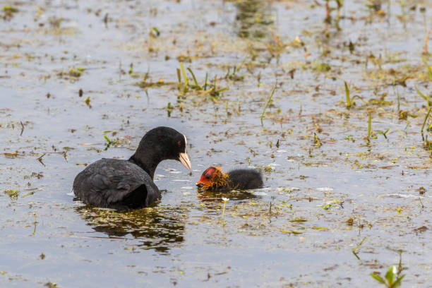 Coot Chicken with food in its beak supervised by their parent