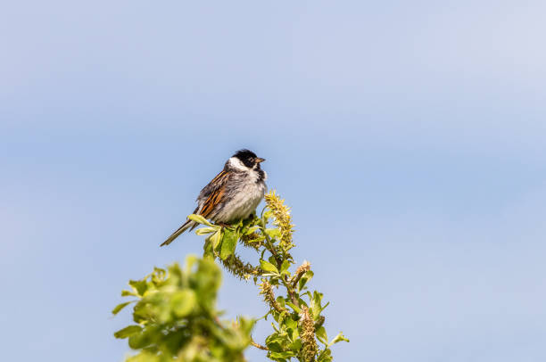 istock Treetop in spring with a Reed Bunting 2157128088