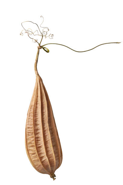 dried angled luffa or loofah isolated