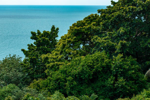 Green trees in a tropical park as a background.