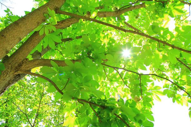 Horse chestnut leaves with sunlight