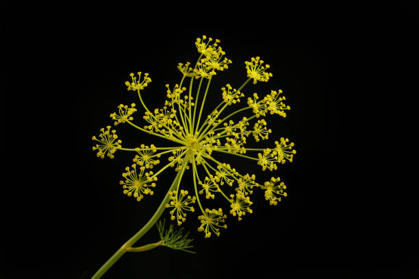 istock Fennel umbels against black 2157131700