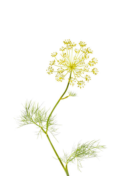 istock Fennel flowers and foliage 2157131702