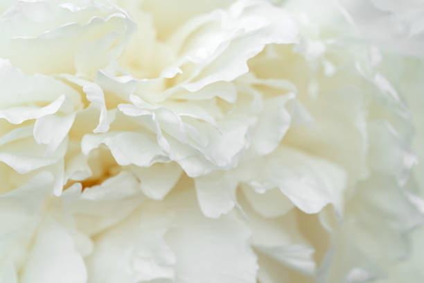istock White peony petals macro shooting, peony background or desktop 2157131707