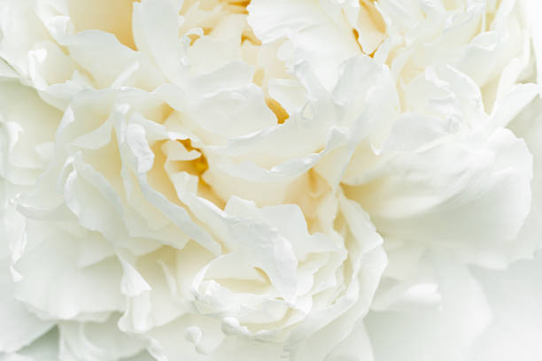 istock White peony petals macro shooting, peony background or desktop 2157131723