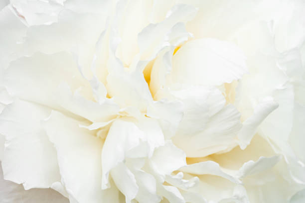 istock White peony petals macro shooting, peony background or desktop 2157131730