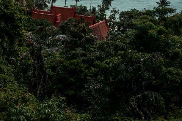 dense crowns of trees. jungle. Thailand. a monkey in a tree. summer.the sun. day
