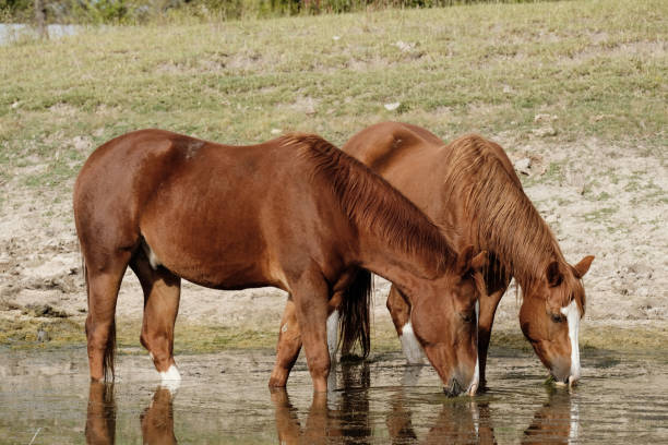 istock two beautiful brown horses drinking pond water 2157132225