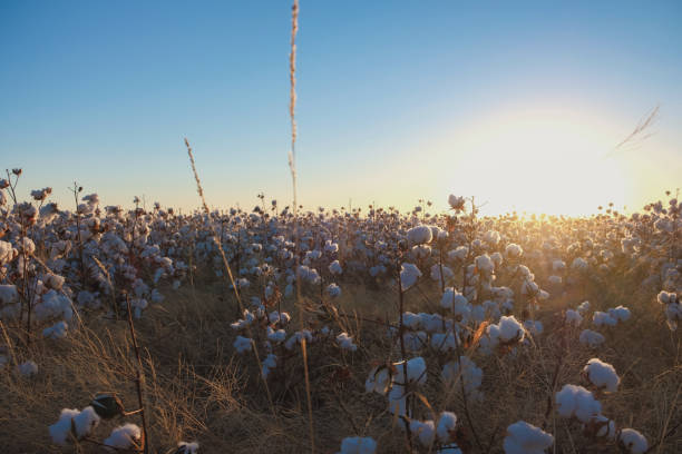istock Cotton field on Texas farm 2157132296