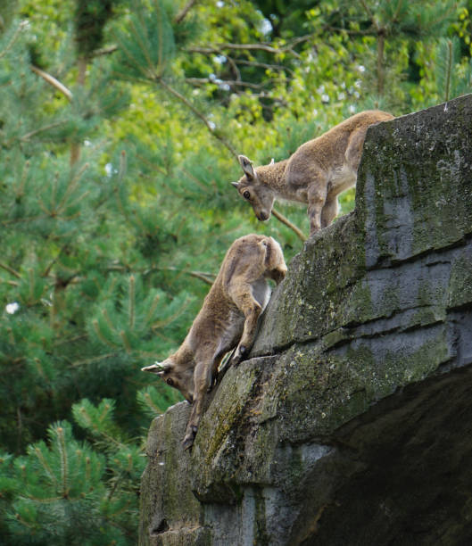 View of two young goats climbing
