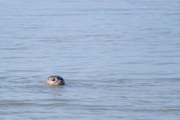 istock seal swims in the sea 2157132554