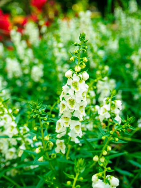 istock Angelonia Serena White in the Meadow 2157133673