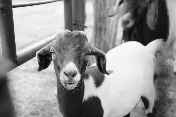 istock Boer goat face in black and white close up on farm. 2157134001