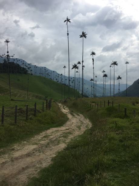istock A dirt road leading into the beautiful Cocora Valley 2157134174