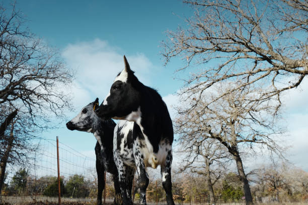 Spotted longhorn calves during winter on Texas farm.