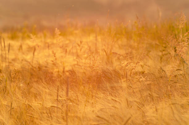 Barley field in the rays of the setting sun