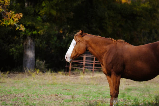 Bald face broodmare horse in rural Texas pasture with copy space on dark background.
