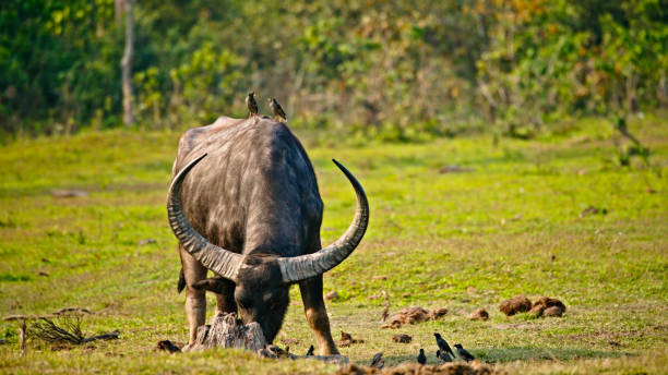 Portrait of African buffalo with a red-billed oxpecker on its back at Lake Manyara - Tanzania
