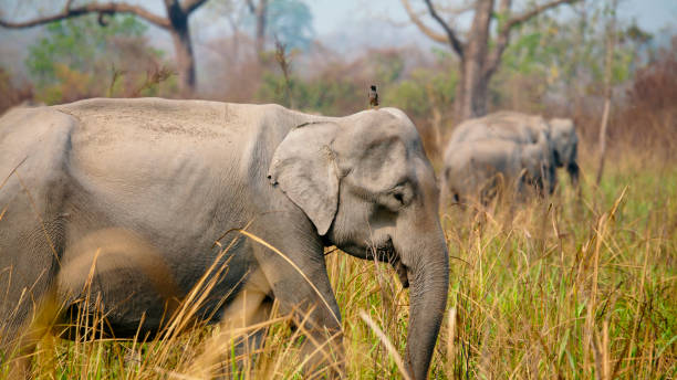 Bird perching on head of young elephant passing through plants on field at national park,India