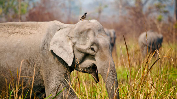istock Bird Perching on Elephant Calf in National Park 2157135807