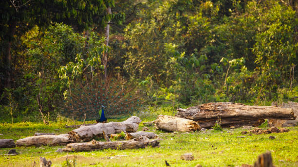 Scenic view of landscape with peacock near fallen tree surrounded with green plants in forest on sunny day,India