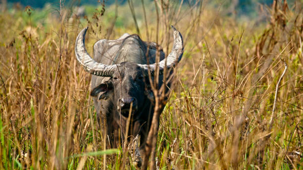 istock Birds perching on wild water buffalo at meadow 2157135818