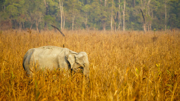 Young elephant walking through plants on field at national park on sunny day,India