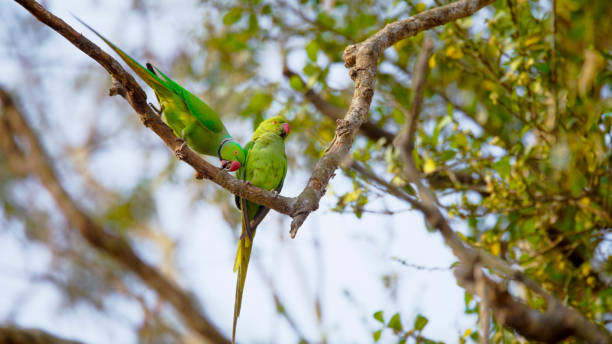istock Green parrots perching on branch of tree 2157135870