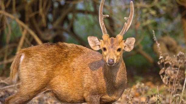istock Brown deer standing in forest on sunny day 2157135878
