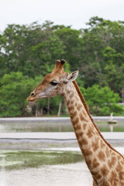 Close up  head giraffe in the garden