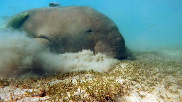 istock Dugong (dugong dugon) or seacow in the Red Sea. 2157137163