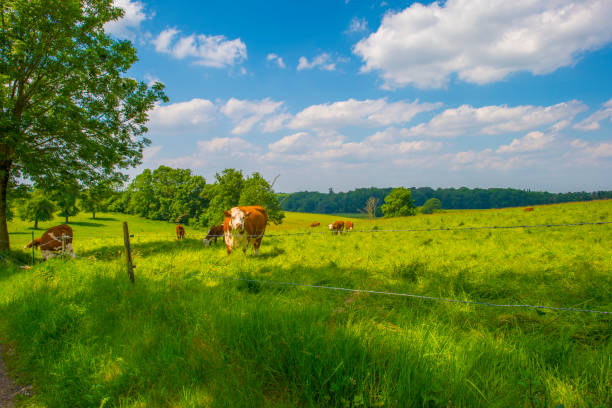 Cows in a green hilly meadow under a blue sky in sunlight in springtime, Voeren, Limburg, Belgium, June, 2024