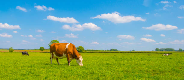 istock Cows in a green hilly meadow under a blue sky in sunlight in springtime 2157137525